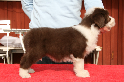 Lily at 8 weeks - side view